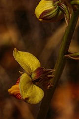 Eulophia tuberculata image