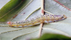 Sitochroa verticalis