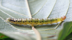 Sitochroa verticalis