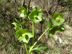 Helleborastrum