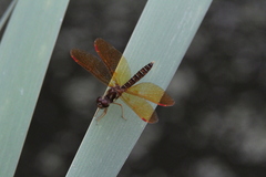 Perithemis tenera
