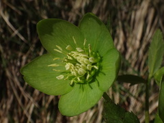 Helleborastrum