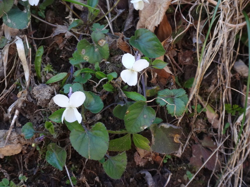 Bijela ljubica (Viola alba)