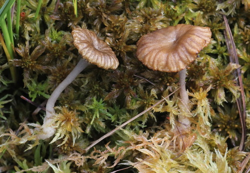 Arrhenia onisca image