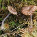 Arrhenia oniscus - Photo (c) Nina Filippova, algunos derechos reservados (CC BY), subido por Nina Filippova