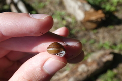 Perforatella dibothrion