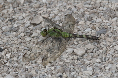 Erythemis simplicicollis