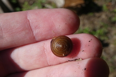 Perforatella dibothrion