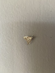 Scybalistodes periculosalis