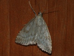 Udea decrepitalis
