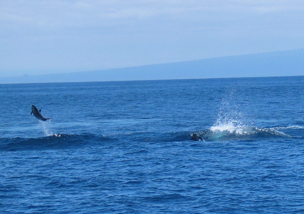 Tursiops truncatus<br>16 November, 2023