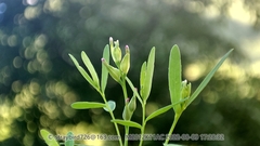 Diarthron linifolium