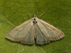 Udea decrepitalis