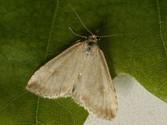 Udea decrepitalis