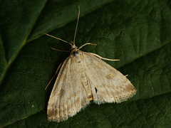 Udea decrepitalis