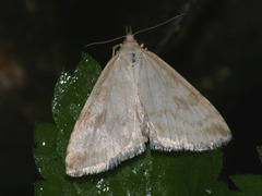 Udea decrepitalis