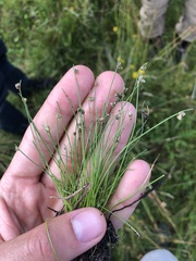 Isolepis setacea