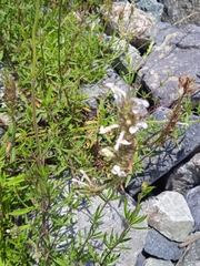Nepeta podostachys