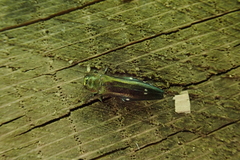 Agrilus biguttatus