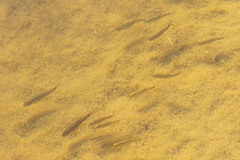 Siphateles boraxobius