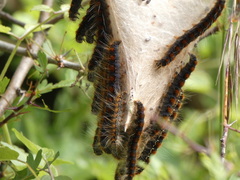 Aporia crataegi