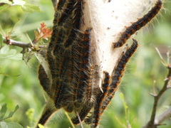 Aporia crataegi