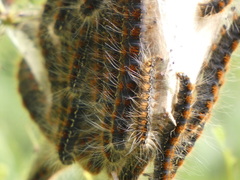 Aporia crataegi