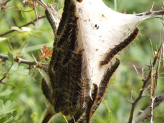 Aporia crataegi