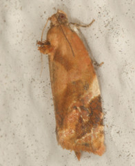 Ditula angustiorana