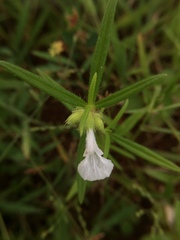 Leucas stricta