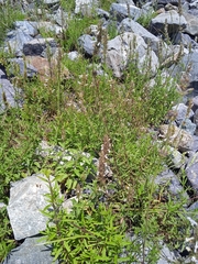 Nepeta podostachys