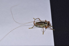 Ocellarnaca fuscotessellata
