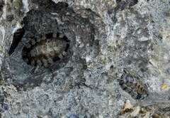 Acanthopleura