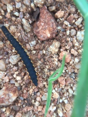 Streptogonopus phipsoni