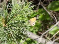 Coenonympha orientalis