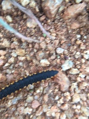 Streptogonopus phipsoni