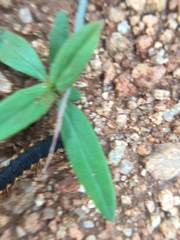 Streptogonopus phipsoni