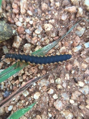 Streptogonopus phipsoni