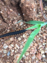 Streptogonopus phipsoni
