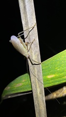 Lea floridensis