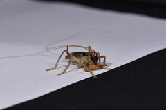 Ocellarnaca fuscotessellata