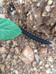 Streptogonopus phipsoni