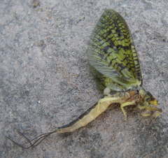 Ephemera guttulata