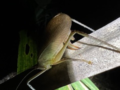 Lea floridensis