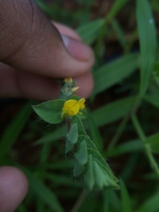Crotalaria hebecarpa