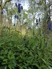 Salvia stachyoides