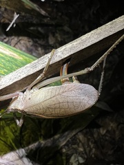 Lea floridensis