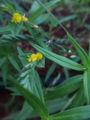 Crotalaria hebecarpa