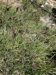 Carex ebenea