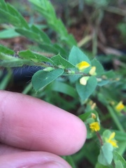 Crotalaria hebecarpa